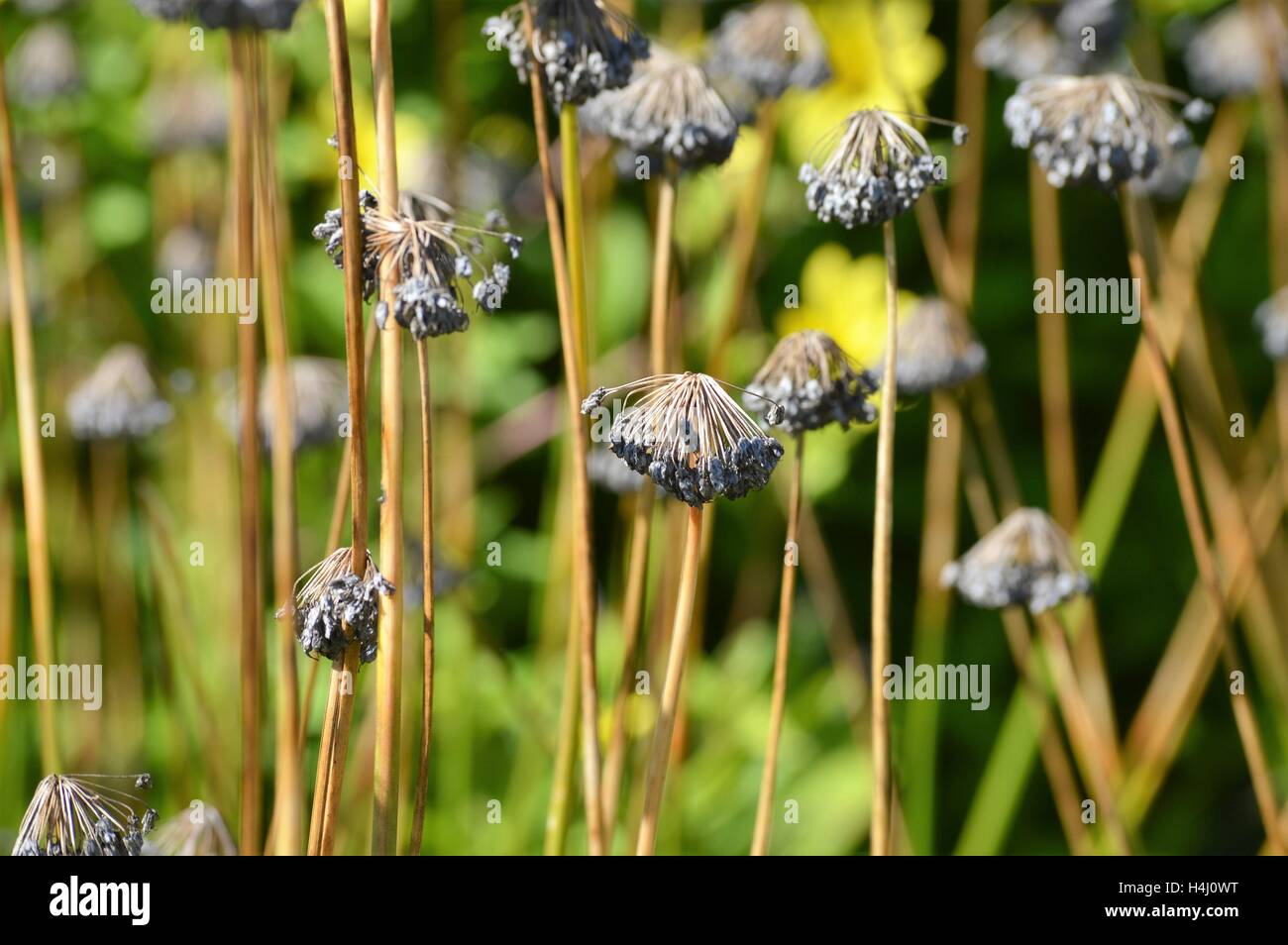 Purple Flowers in the Garden Stock Photo - Alamy