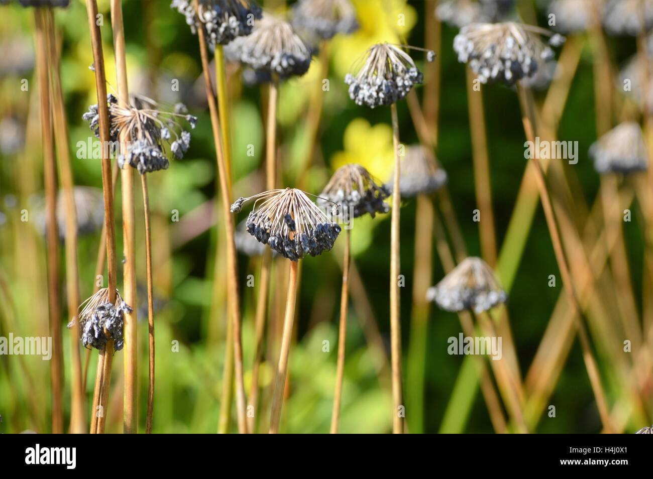 Purple Flowers in the Garden Stock Photo - Alamy