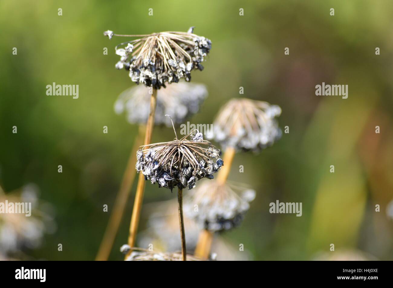 Purple Flowers in the Garden Stock Photo - Alamy