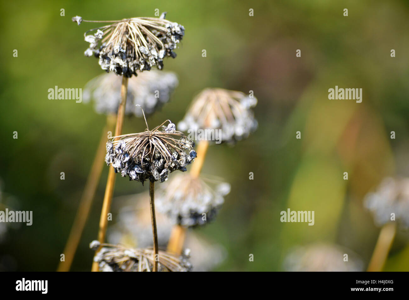 Purple Flowers in the Garden Stock Photo - Alamy