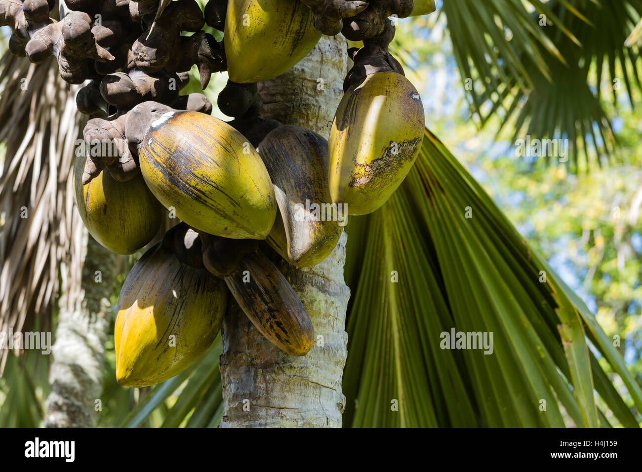 Coco de mer hi res stock photography and images Alamy