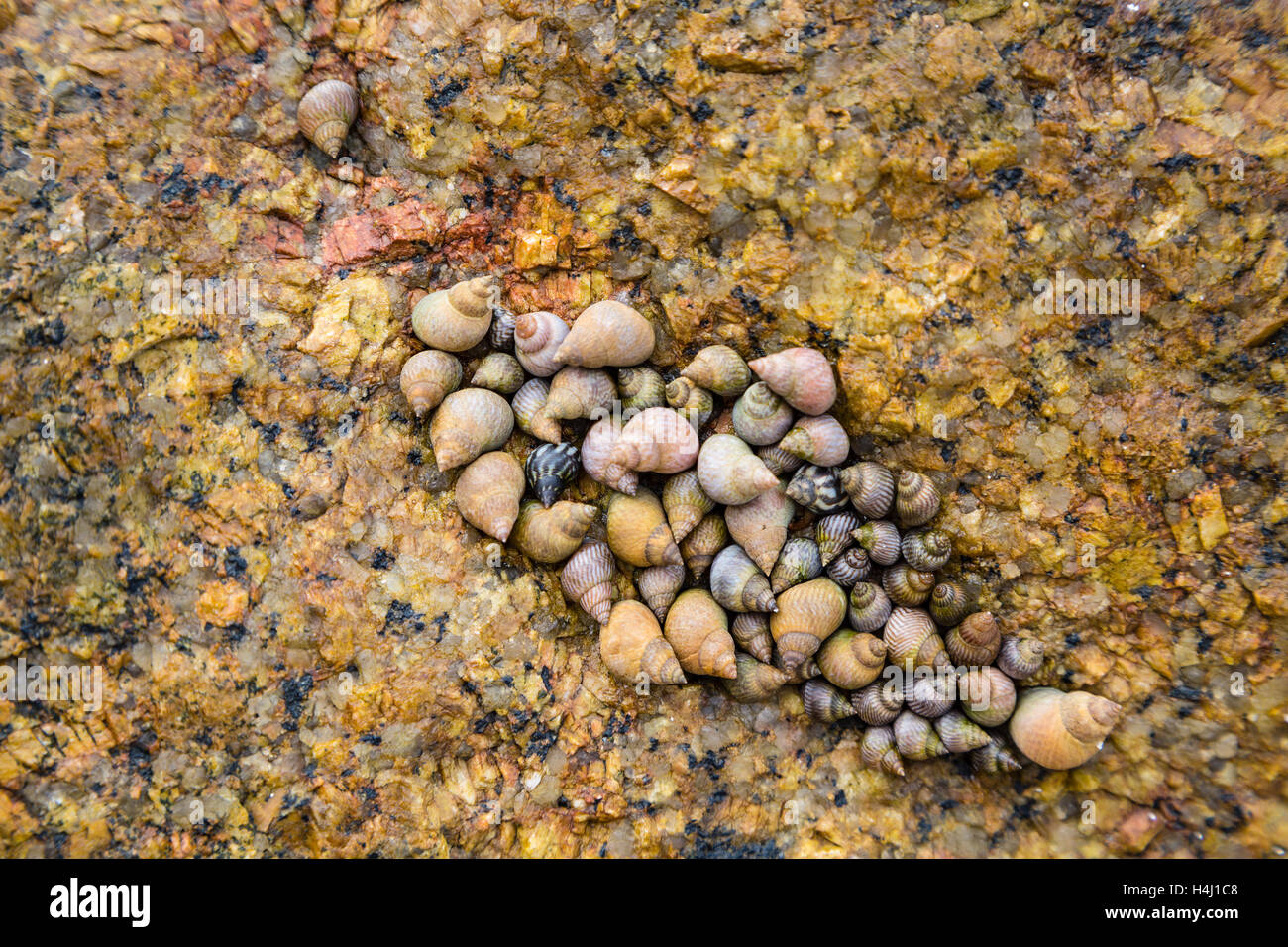 A tightly packed group of sea shells on a granite rock in La Digue, Seychelles Stock Photo
