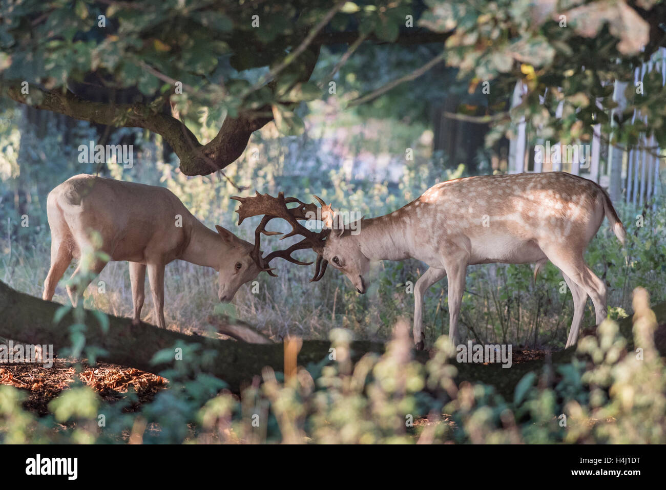 Two male deer rutting in a aprk Stock Photo