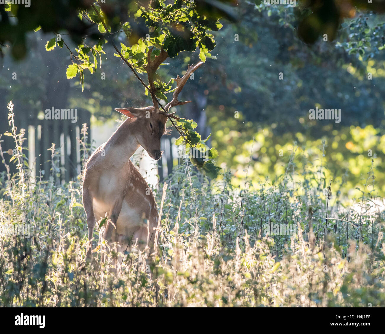 A male deer bringing leaves down from a tree with its antlers Stock Photo