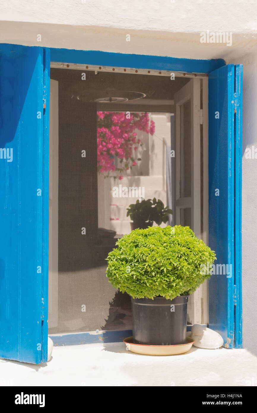 Beautiful decoration pot with green flower in it outside of a window at Paros island in Greece. Stock Photo