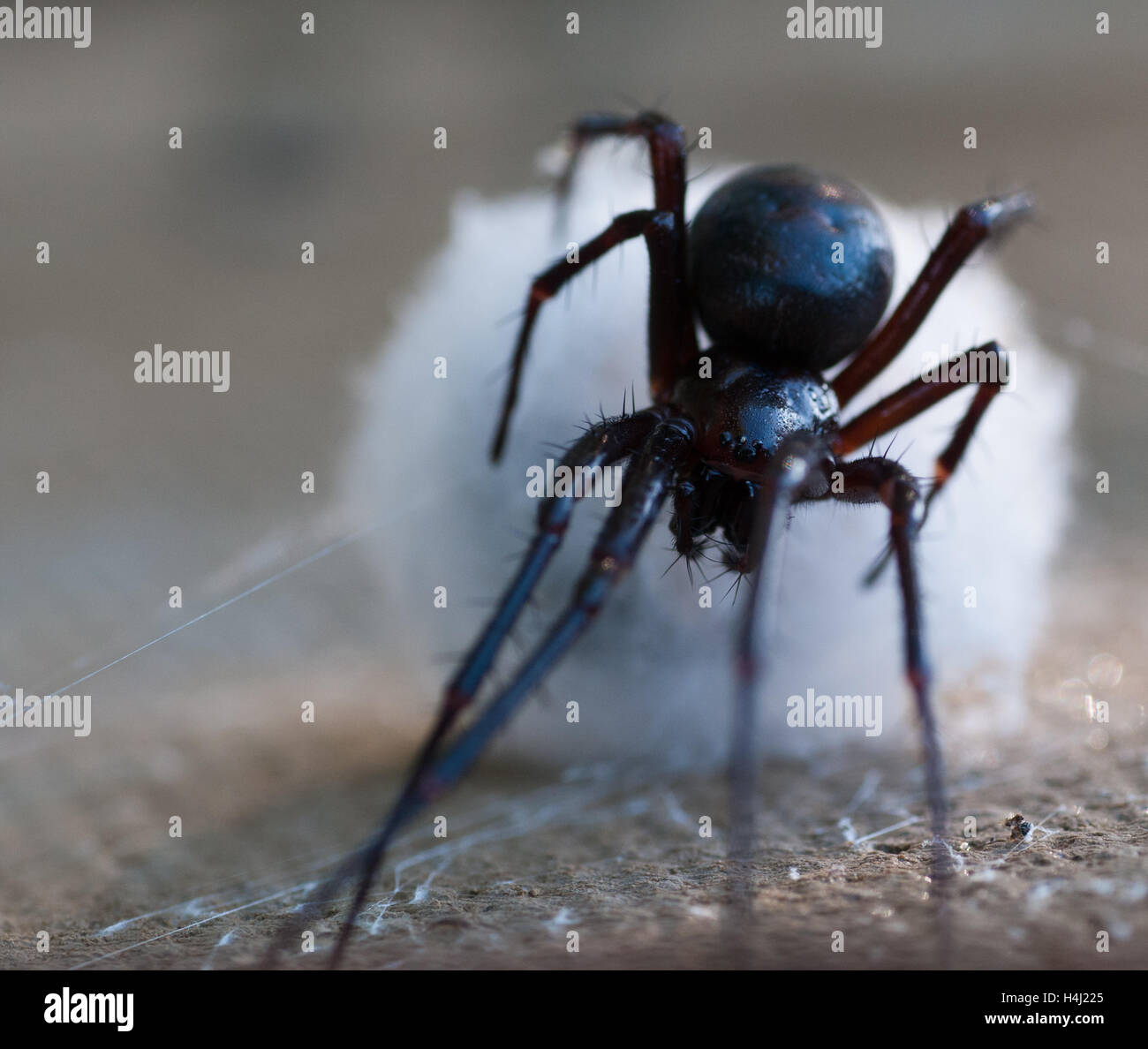 Cave spider (Meta menardi) Stock Photo
