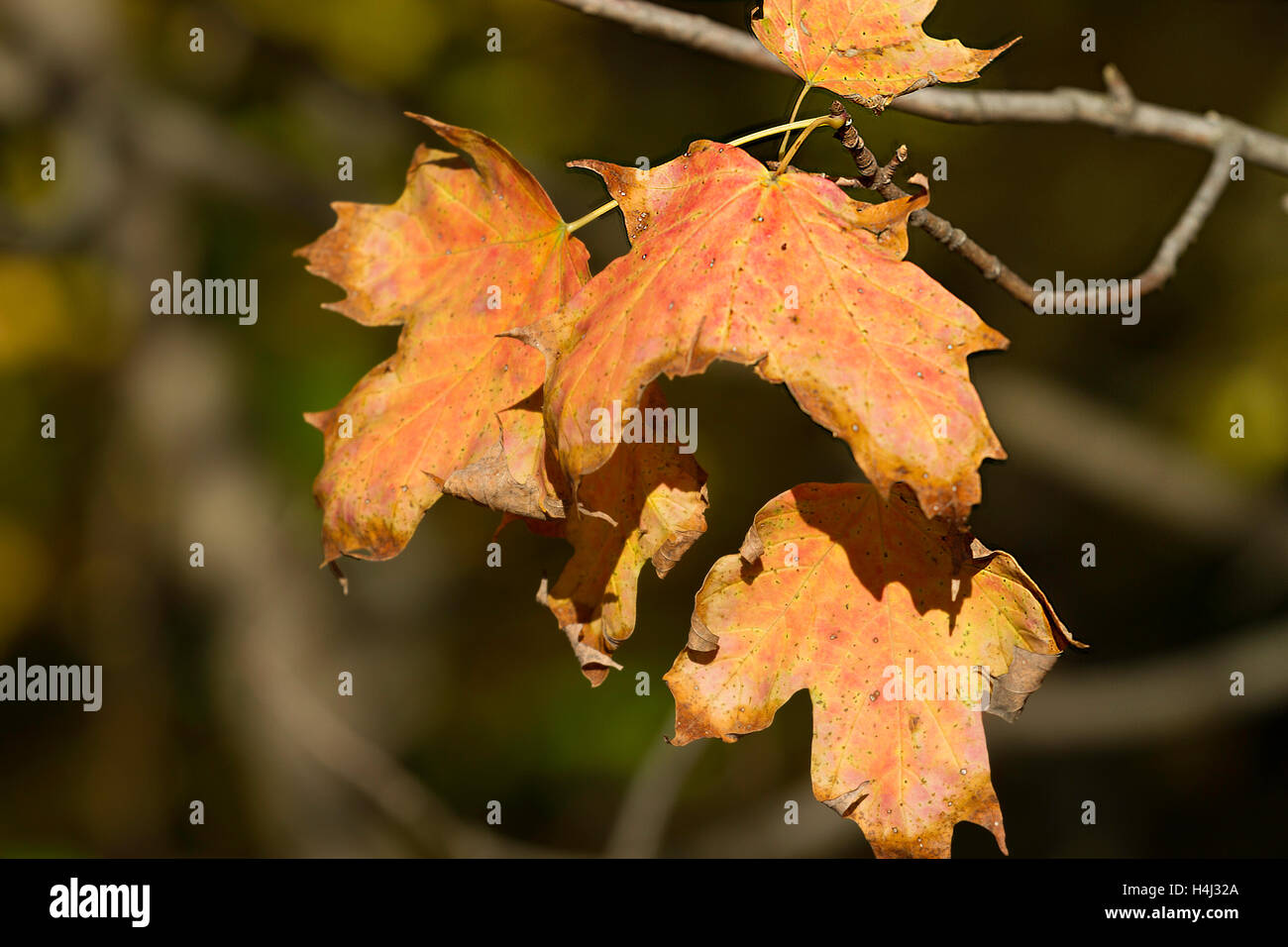 Close up of fall leaves on the tree's Stock Photo
