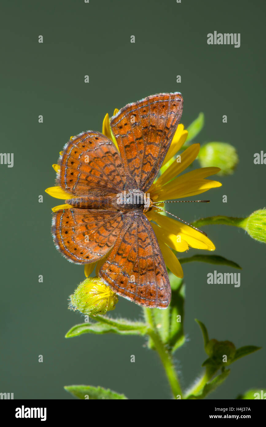 Nectarivore hi-res stock photography and images - Alamy