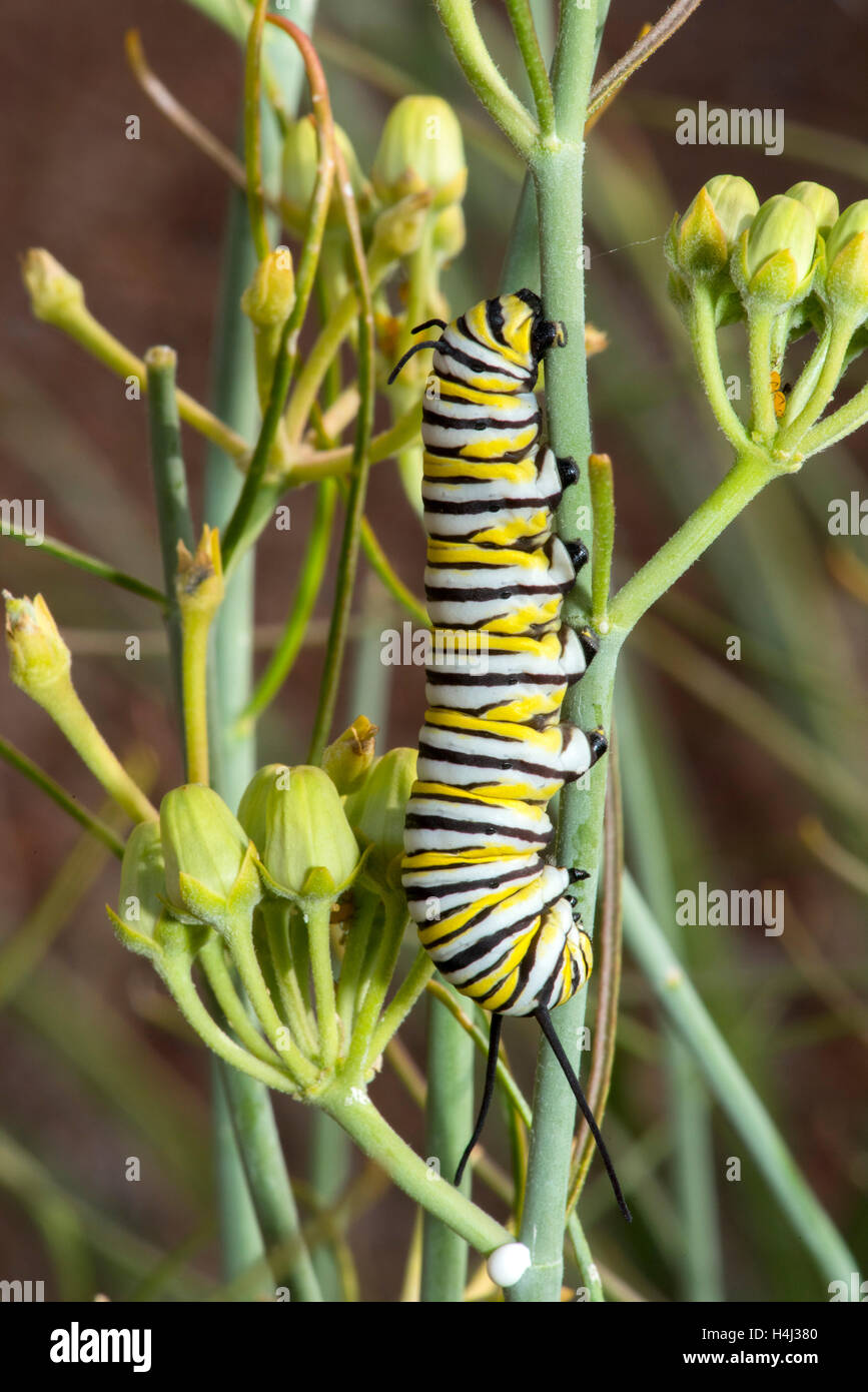 Monarch  Danaus plexippus Canelo Hills Cienega, Arizona, United States 13 September 2016      Larva or caterpillar on Desert Mil Stock Photo