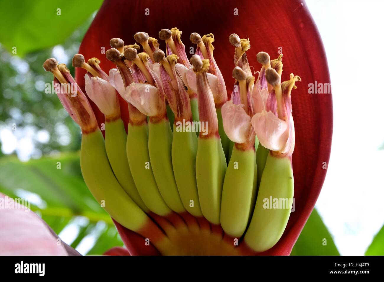'Kluay nam wa' (Musa acuminata x balbisiana ABB) - Thailand's most popular banana Stock Photo