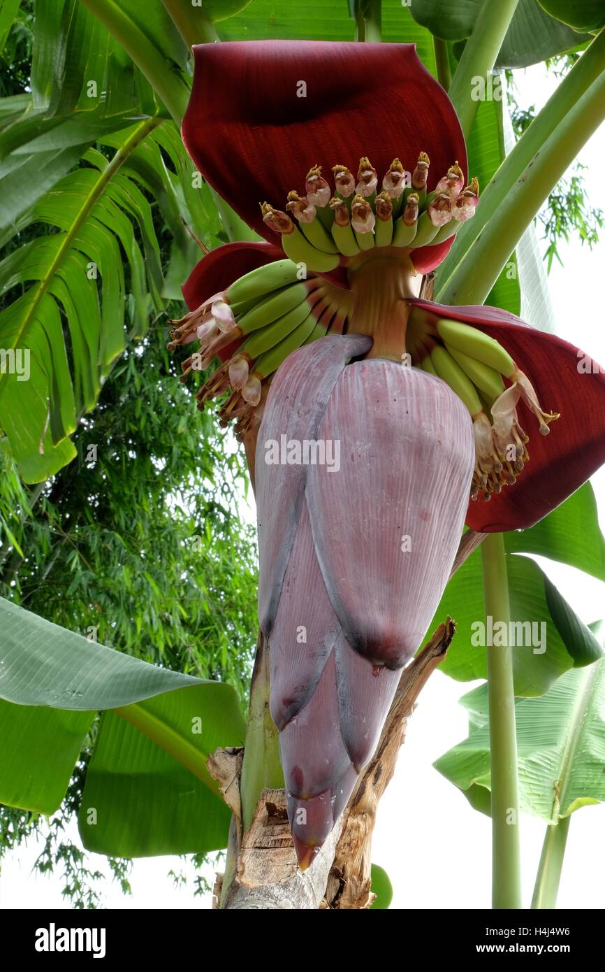 'Kluay nam wa' (Musa acuminata x balbisiana ABB) - Thailand's most popular banana Stock Photo