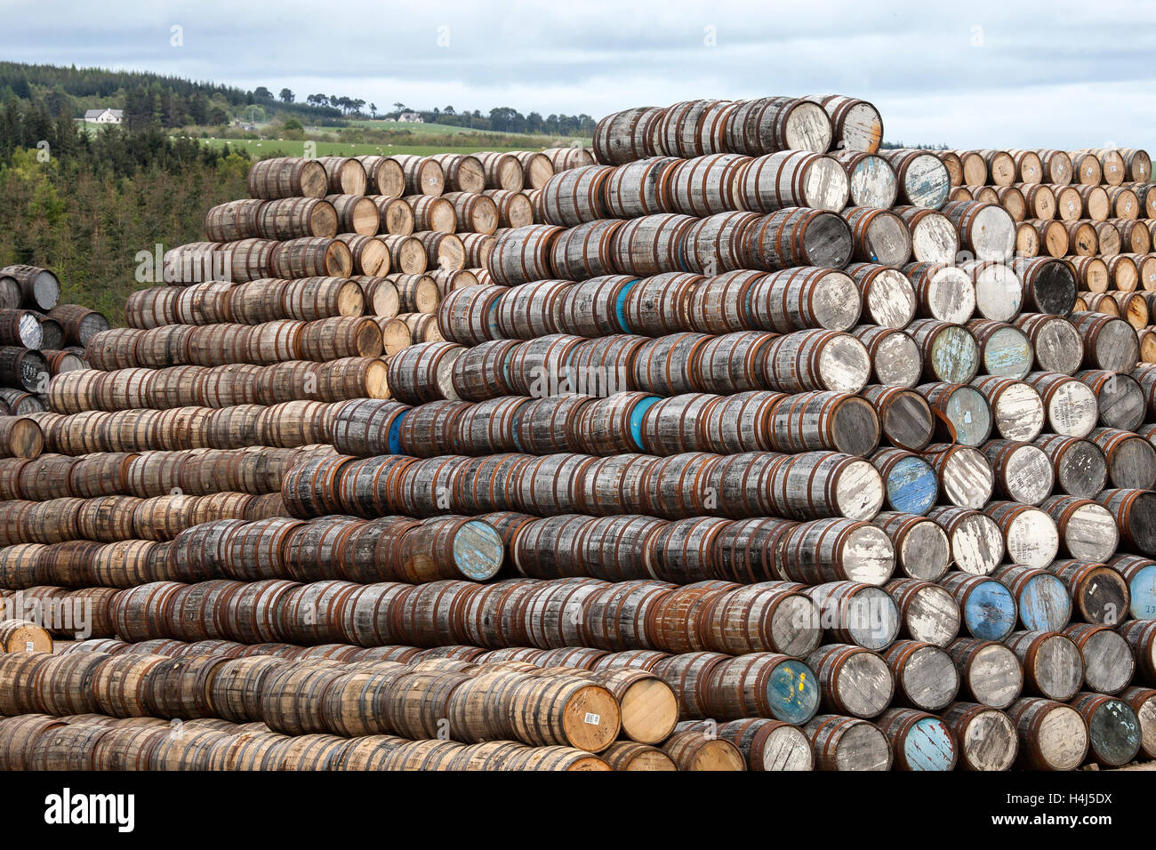 Tall Stacks of a large number of Whisky barrels at Speyside Cooperage