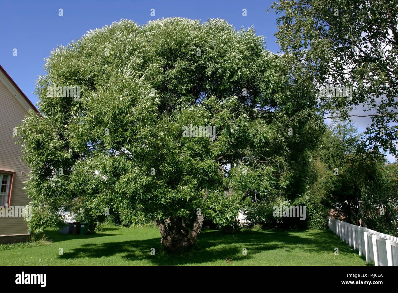 Salix fragilis 'Bullata', willow foliage, Finland Stock Photo