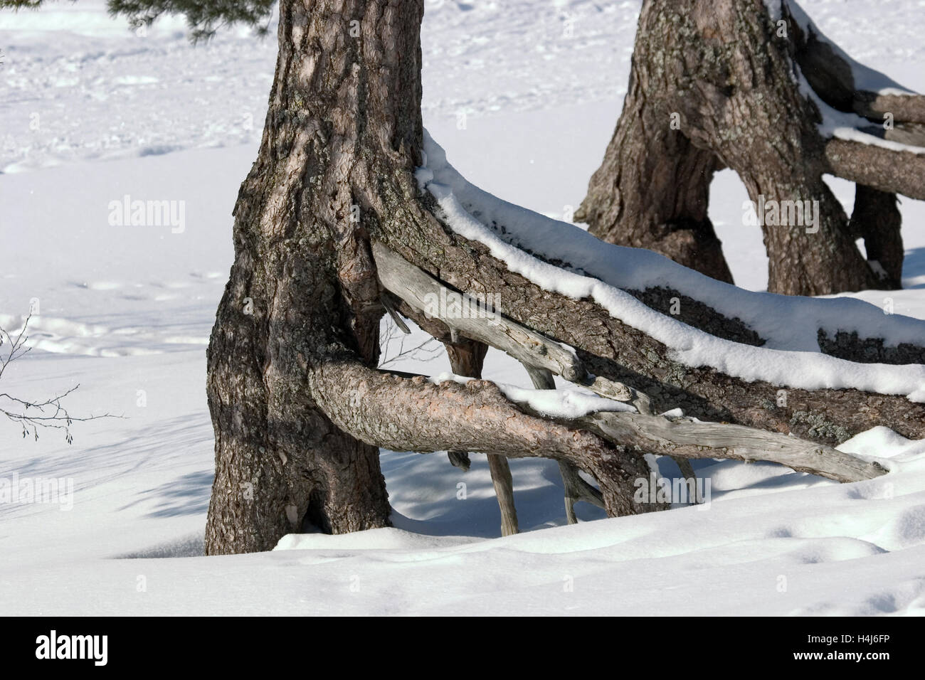 pine roots at winter, Finland Stock Photo Alamy