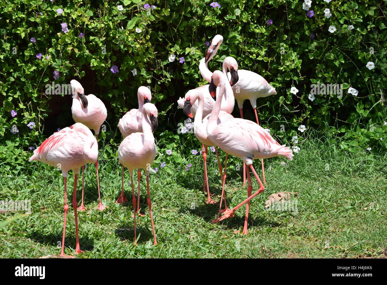 Flamingo Party (Lesser Flamingo) Stock Photo