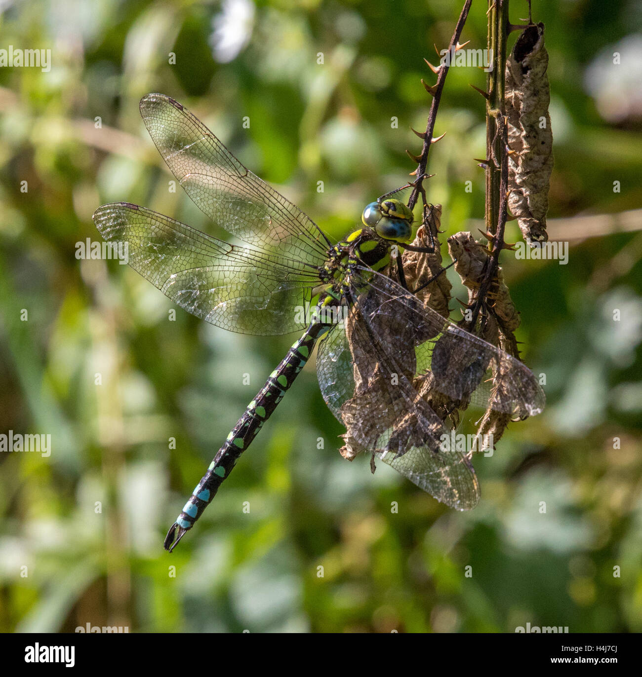 Hawker Insect Southern Hawker Dragonfly Insect Wings Stock Photo - Alamy