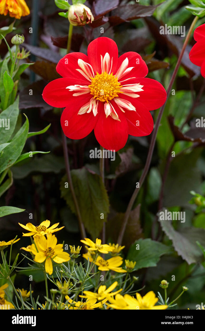 Flowering Dahlia 'Ann Breckenfelder' Stock Photo