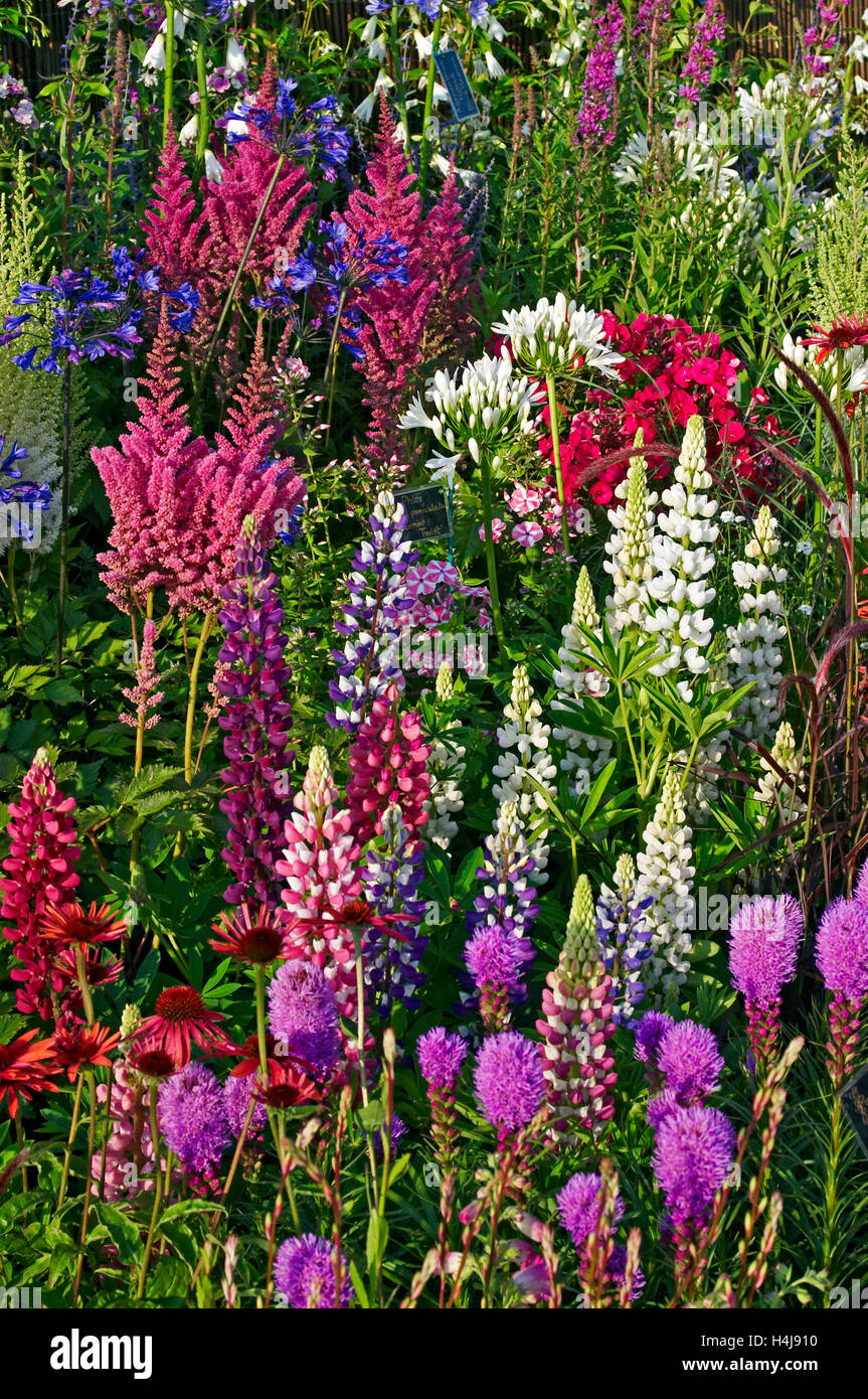 A colourful display of  flowering border plants Stock Photo
