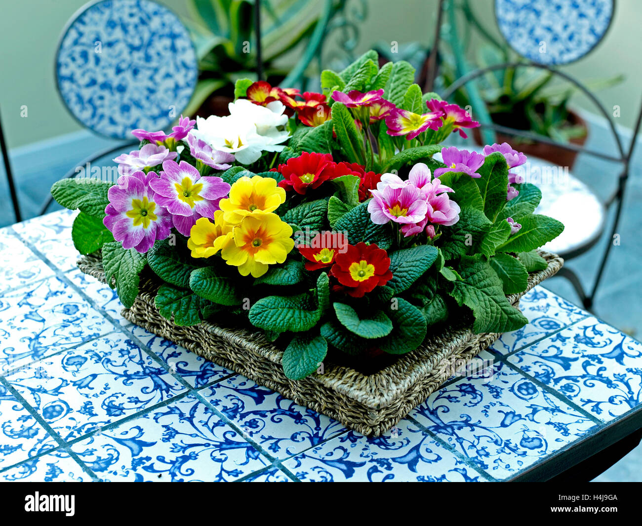 Primula, Polyanthus display in conservatory Stock Photo