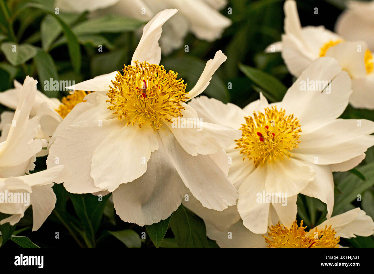Herbaceous Peony 'White Wings' in flower Stock Photo