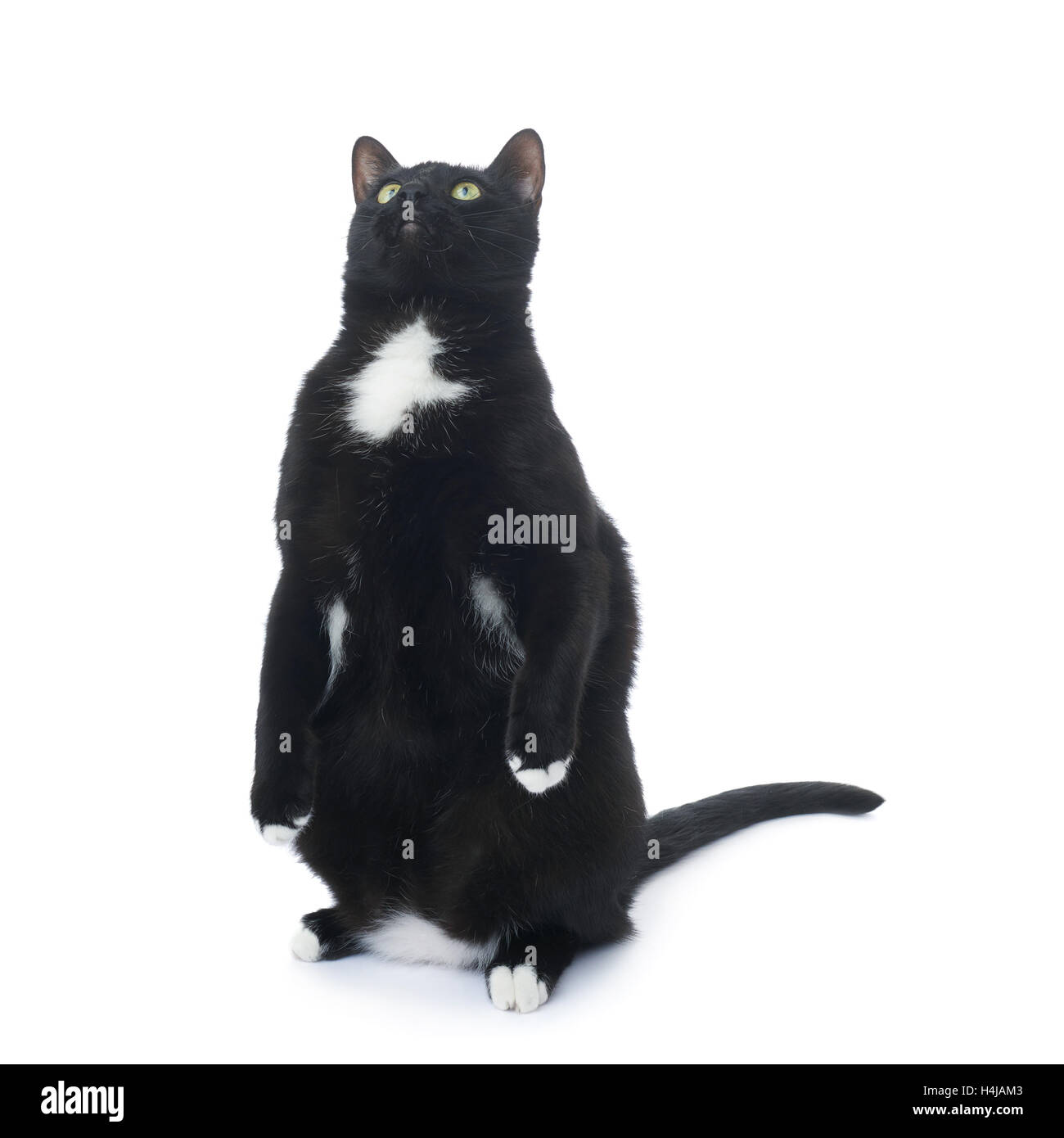 Standing black cat isolated over the white background Stock Photo - Alamy