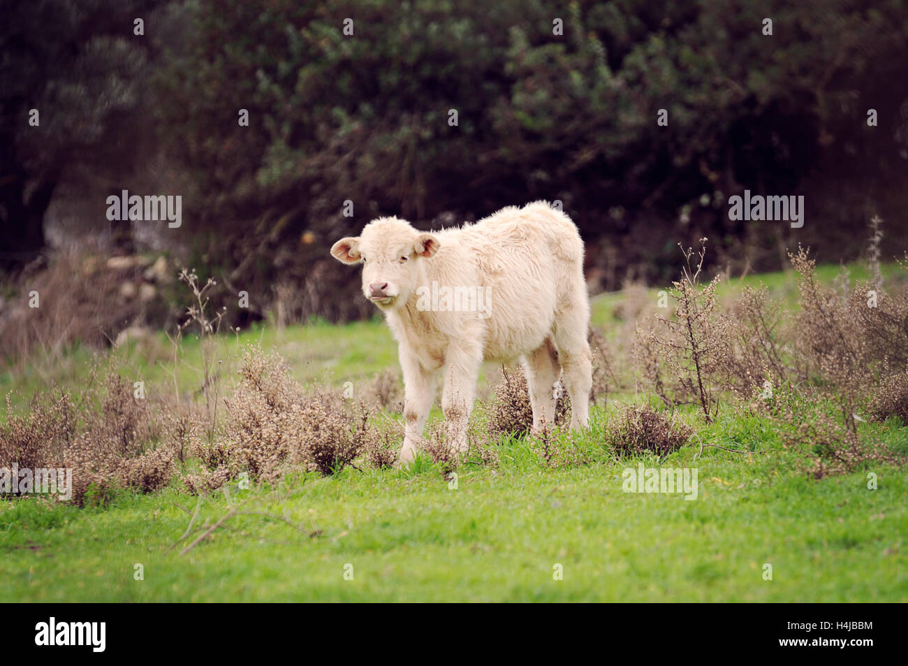 Full Length Of Bull Walking In Grassy Field Stock Photo