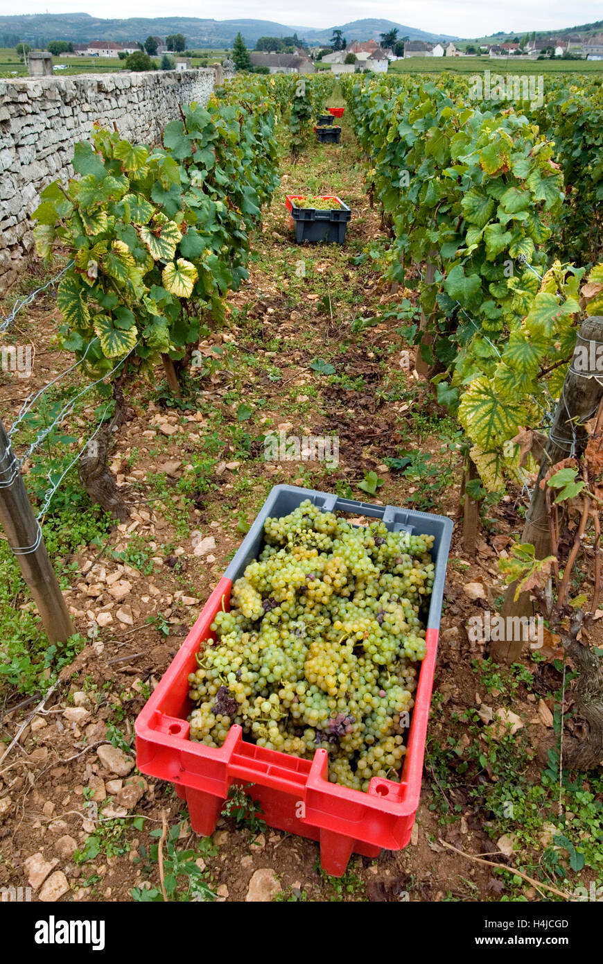 MONTRACHET GRAND CRU harvested Chardonnay grapes in containers in the Domaine Leflaive parcel of Le Montrachet vineyard of Anne-Claude Leflaive Stock Photo