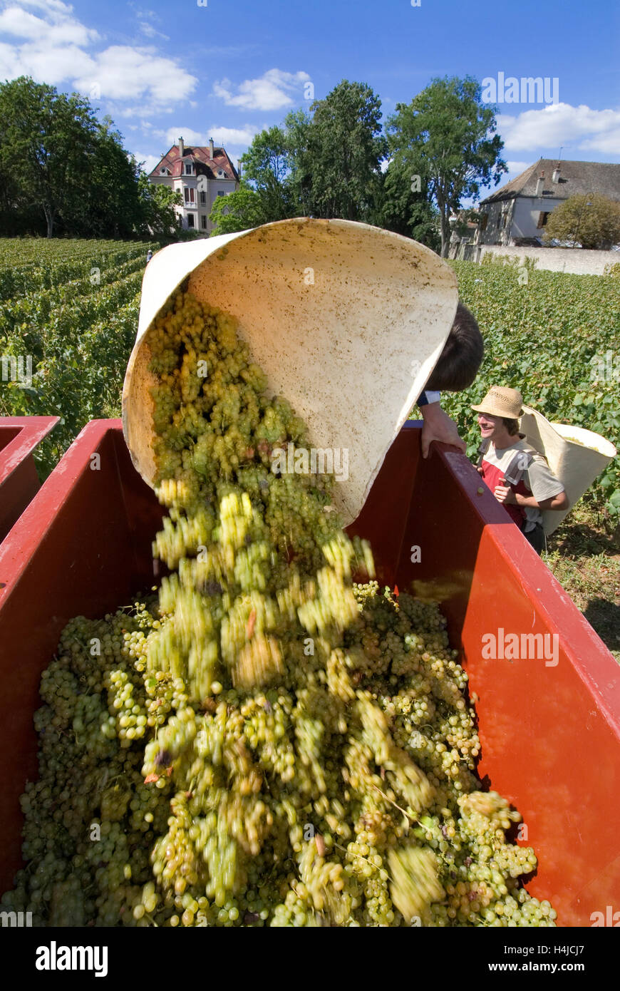 Wine worker pouring Chardonnay grapes into trailer, at the Clos de la Barre vineyard of Domaine des Comtes Lafon, Meursault Stock Photo