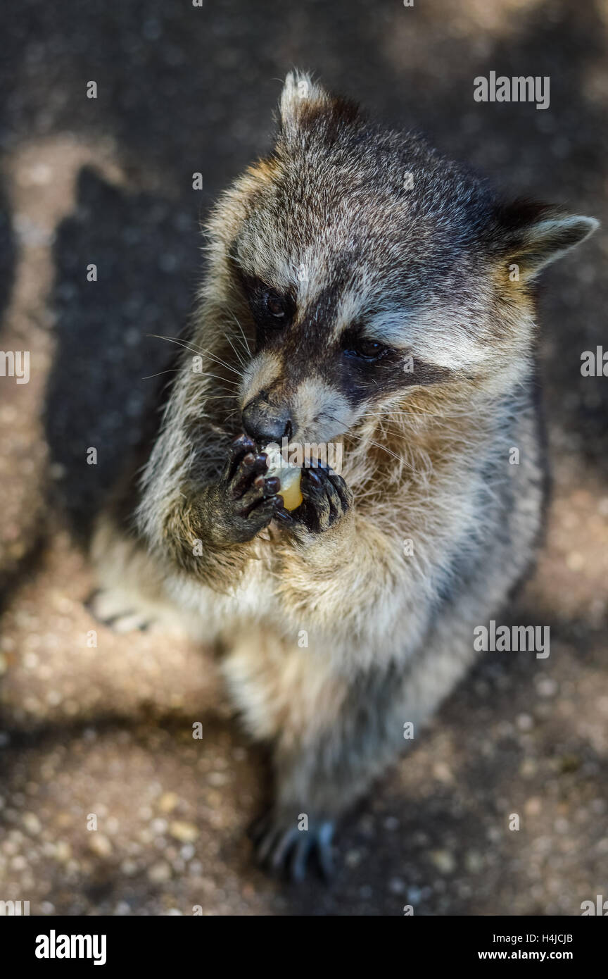 Raccoon Tail Stock Photos &amp; Raccoon Tail Stock Images Alamy