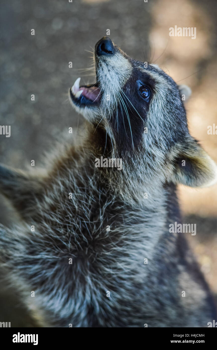 Cute Raccoon begging for food Procyon lotor Stock Photo Alamy