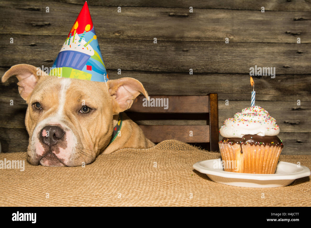 Birthday Puppy Stock Photo