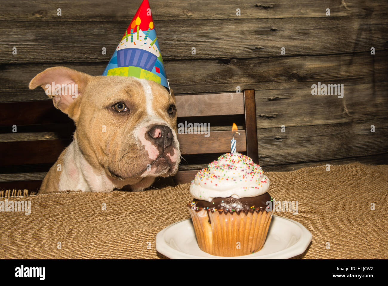 Birthday Puppy Stock Photo