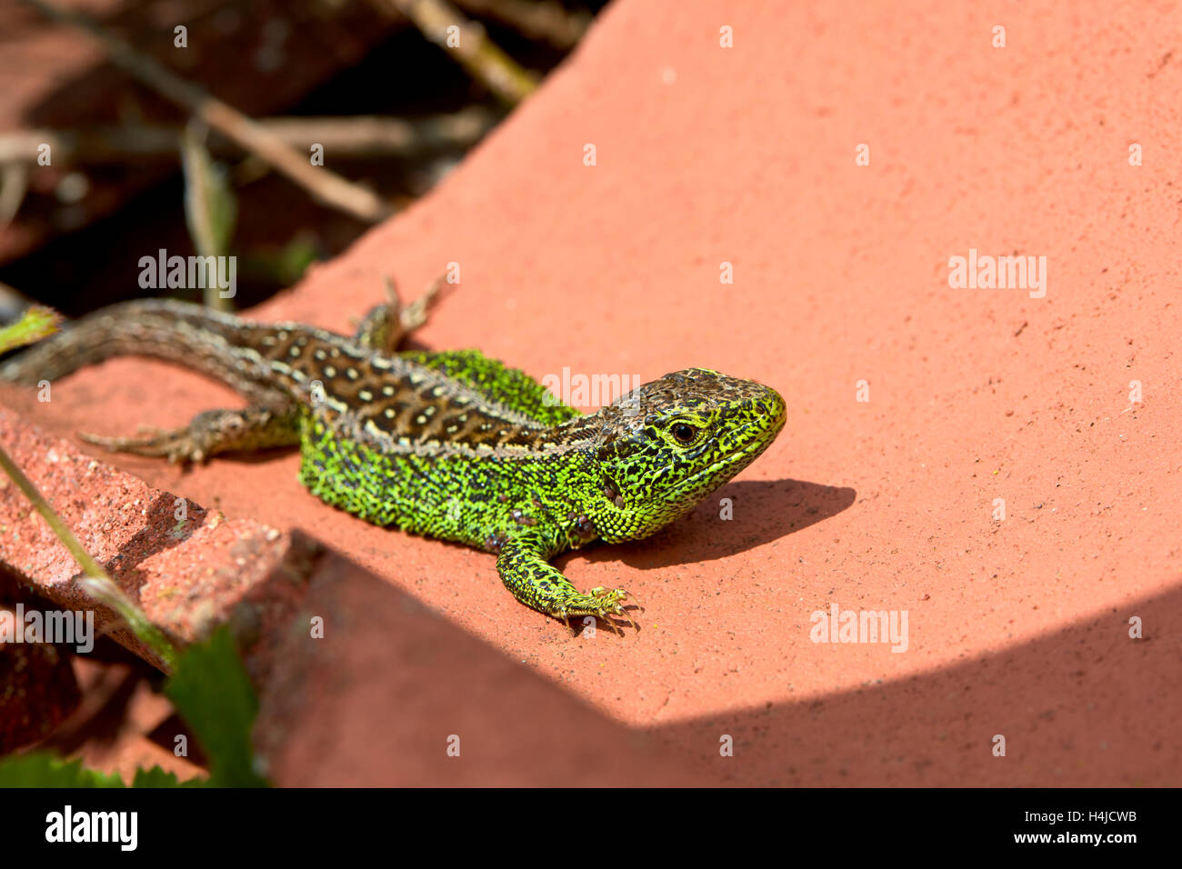 Male sand lizard basking (Lacerta agilis) taken in Higher Hyde Heath