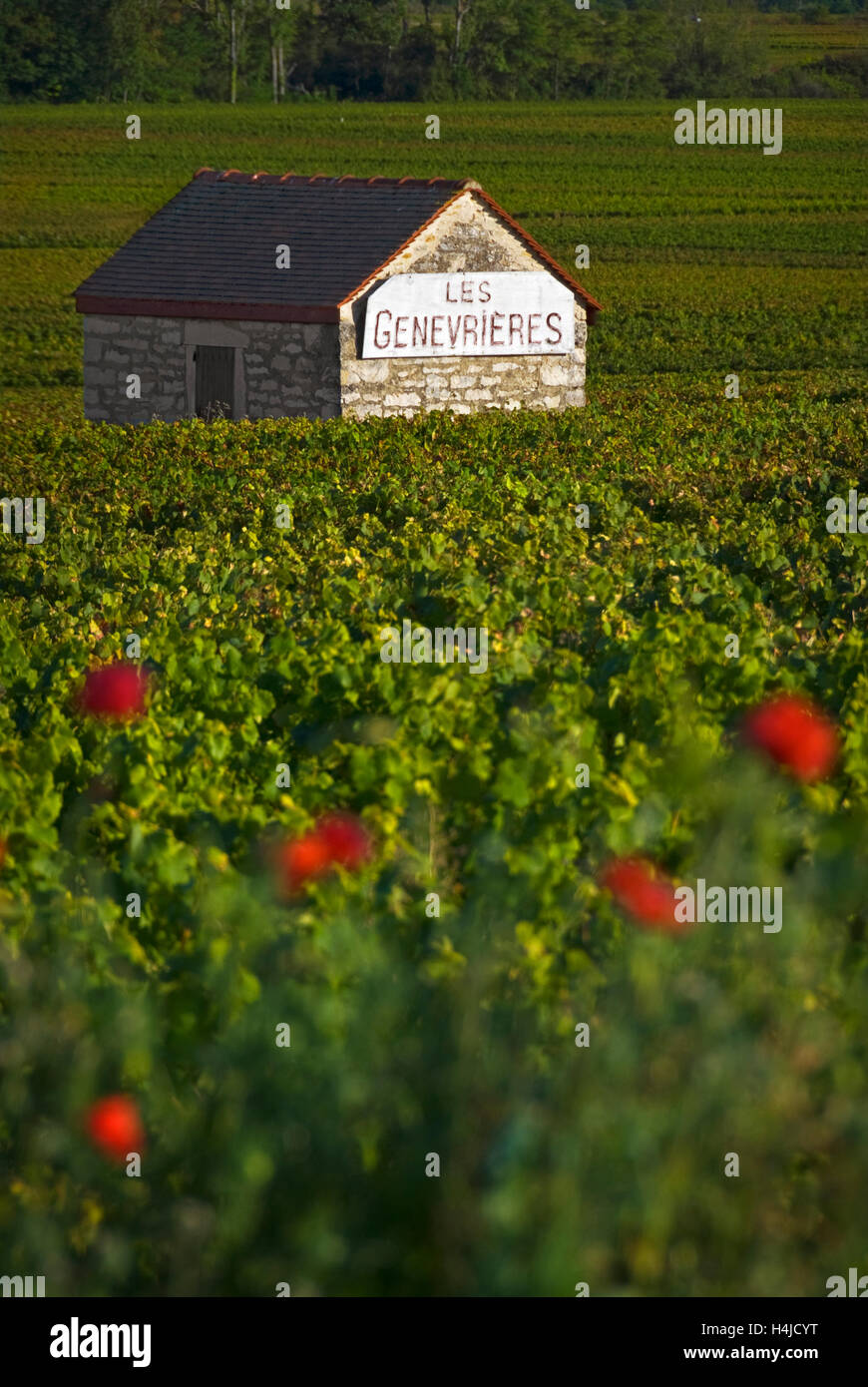 Grape pickers stone refuge in Les Genevrières vineyard poppies in foreground. Meursault, Burgundy Côte d'Or, France. Stock Photo