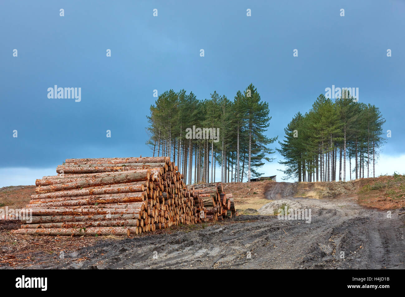 Log stacks on Forestry Commission land, Arne, Dorset, UK Stock Photo ...