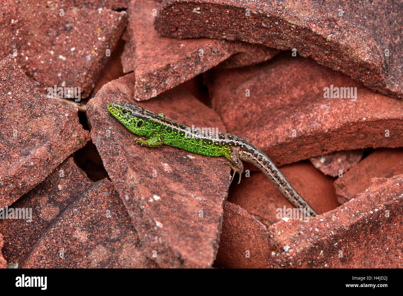 Male sand lizard basking (Lacerta agilis) taken in Higher Hyde Heath