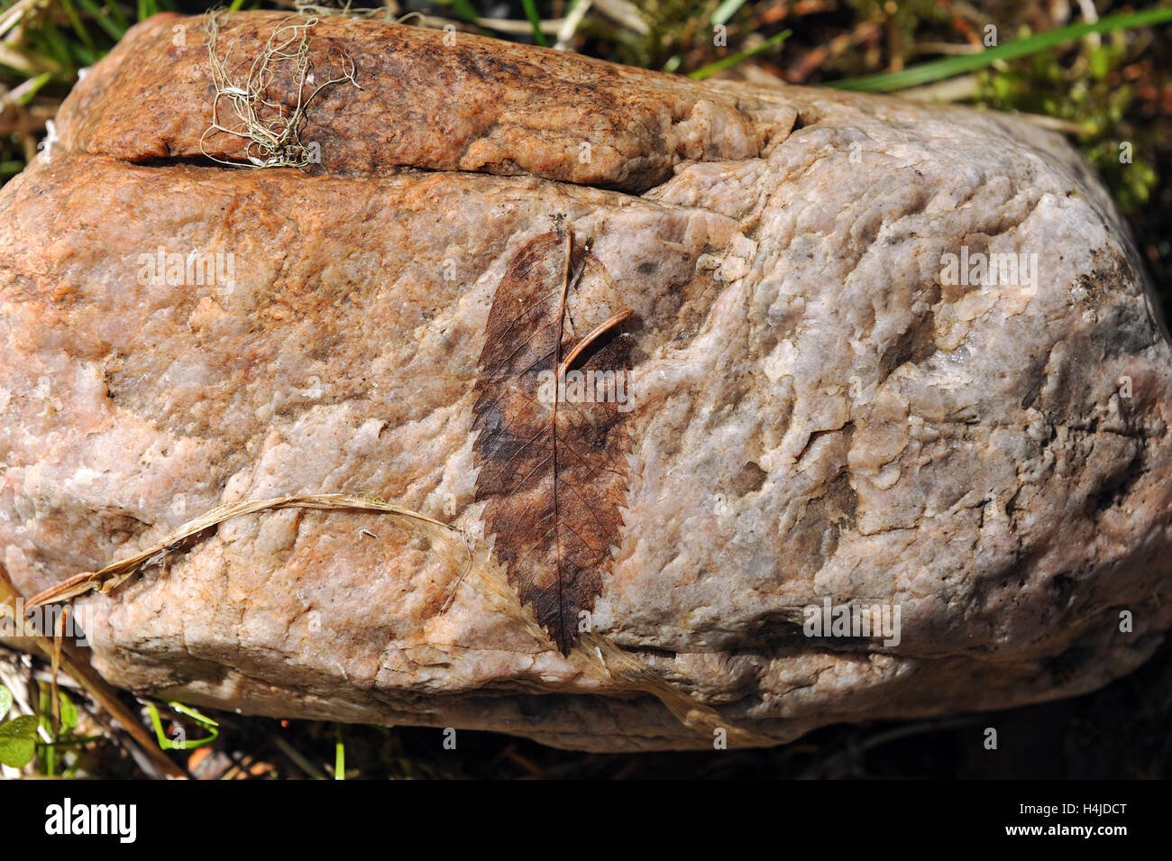 Hard stone plant hi-res stock photography and images - Alamy