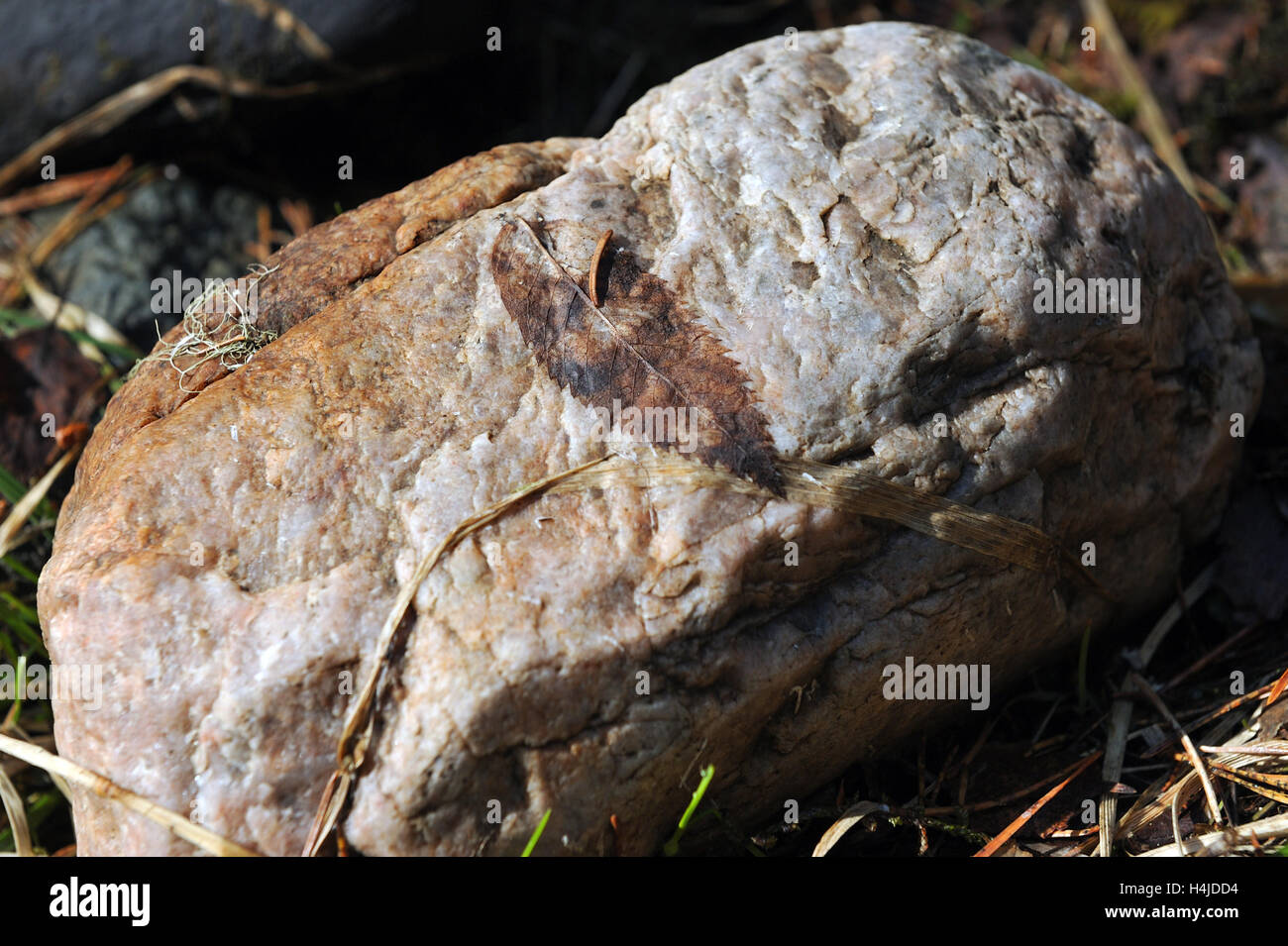 Hard stone plant hi-res stock photography and images - Alamy