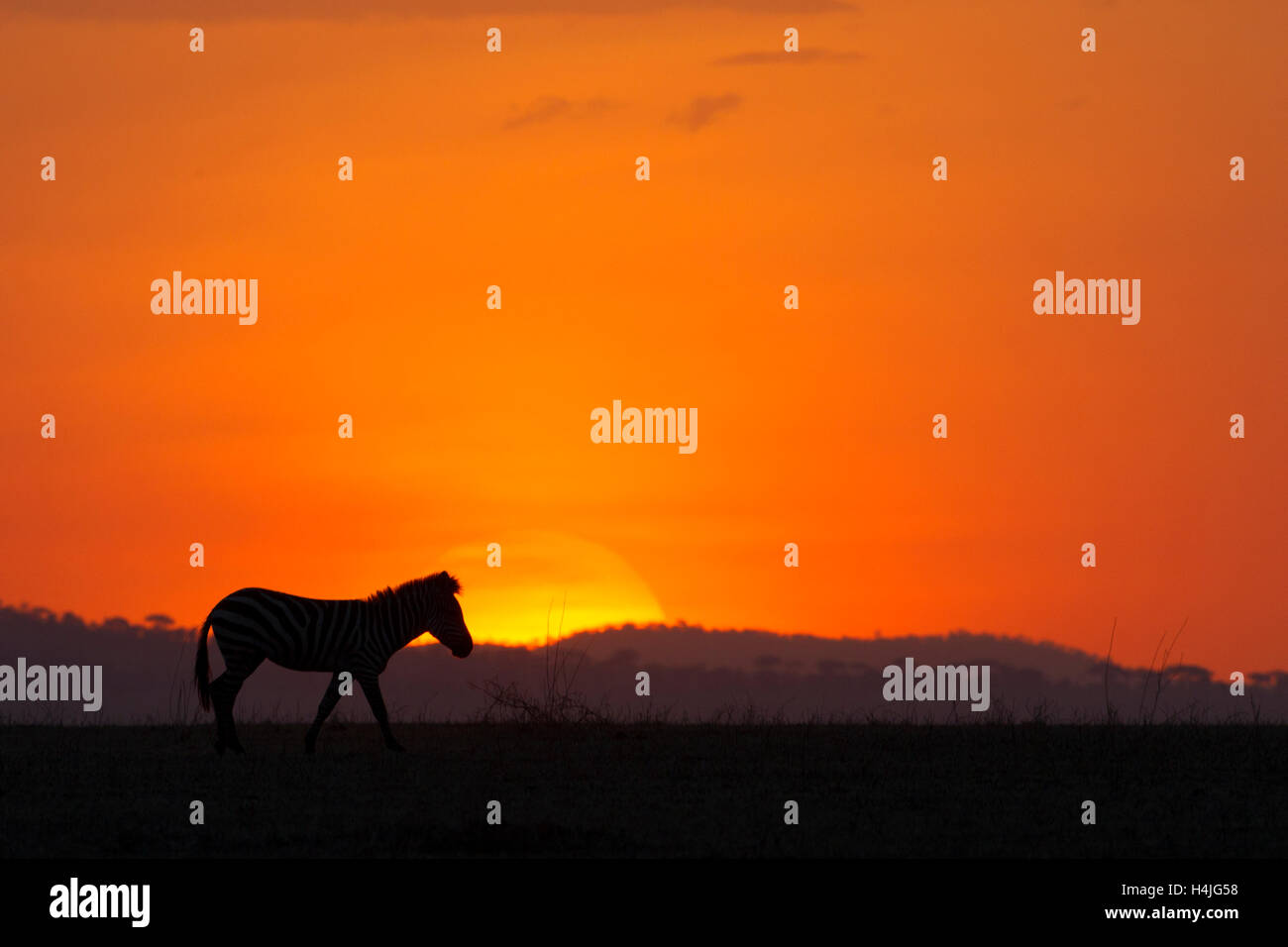 Africa sunset plains zebra hi-res stock photography and images - Alamy