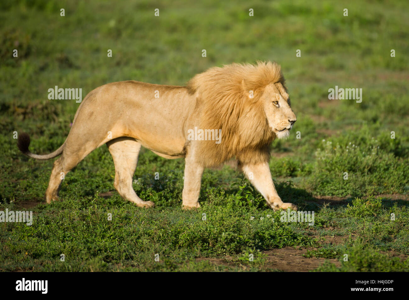 Male lion (Panthero leo), Serengeti National Park, Tanzania Stock Photo