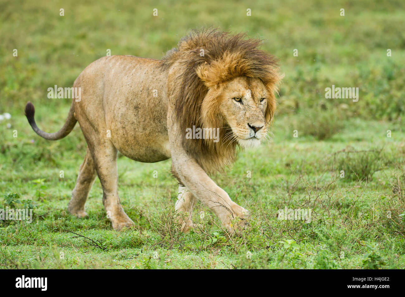 Male lion (Panthero leo), Serengeti National Park, Tanzania Stock Photo