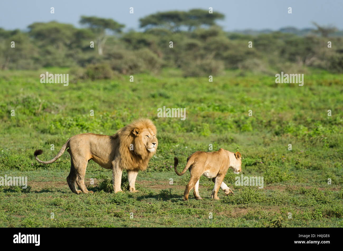 Mating Pair Lions Panthero Leo High Resolution Stock Photography and ...