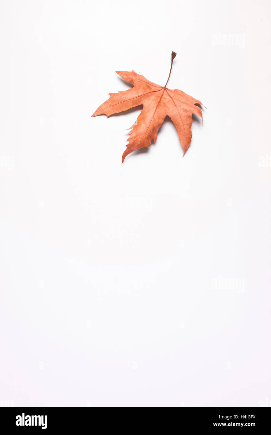 Single dry red leaf isolated on a white background Stock Photo - Alamy