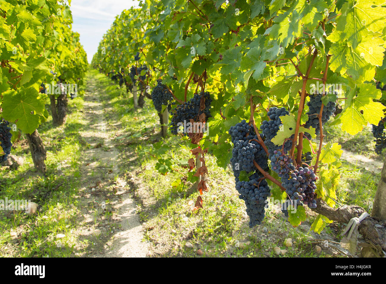 Red black grapes in French vineyard on rows of green vines ready for