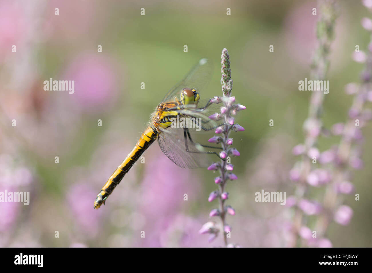 Black Darter, Sympetrum danae, Sussex, UK. on heather ling, August. Stock Photo