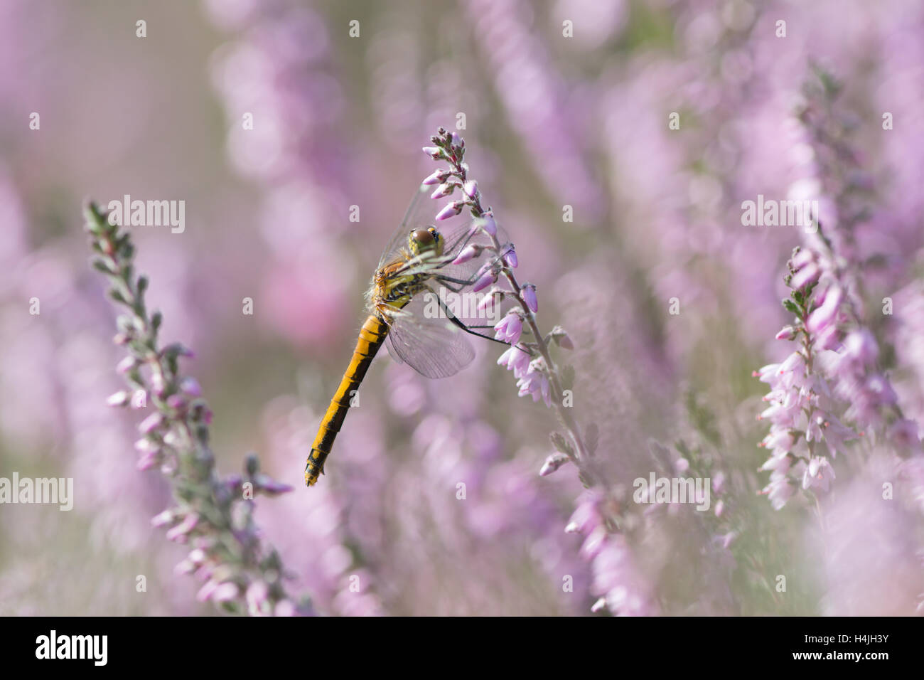 Black Darter, Sympetrum danae, Sussex, UK. on heather ling, August. Stock Photo