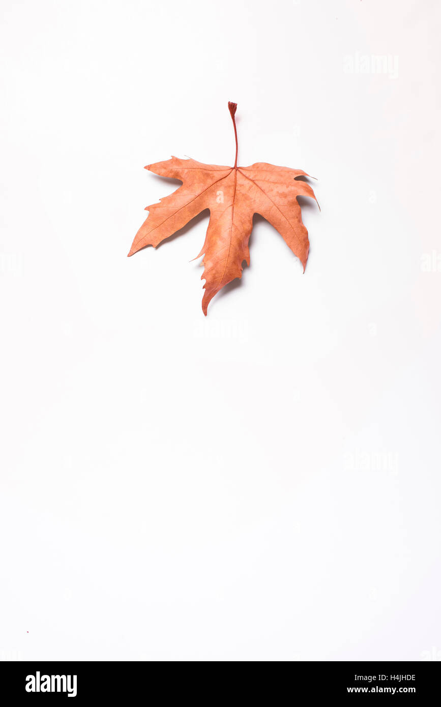 Single dry red leaf isolated on a white background Stock Photo - Alamy
