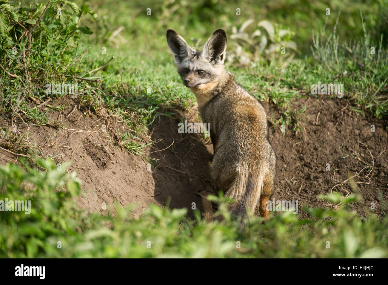 Bat-eared fox (Otocyon megalotis), Serengeti National Park, Tanzania ...