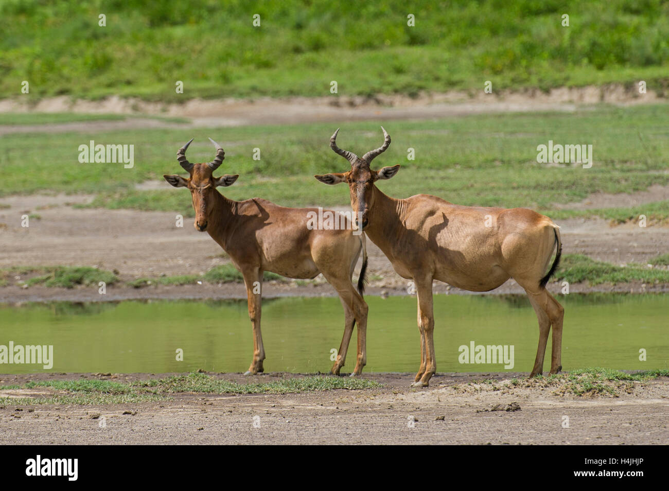 Coke's hartebeest (Alcelaphus buselaphus cokei), Serengeti National ...