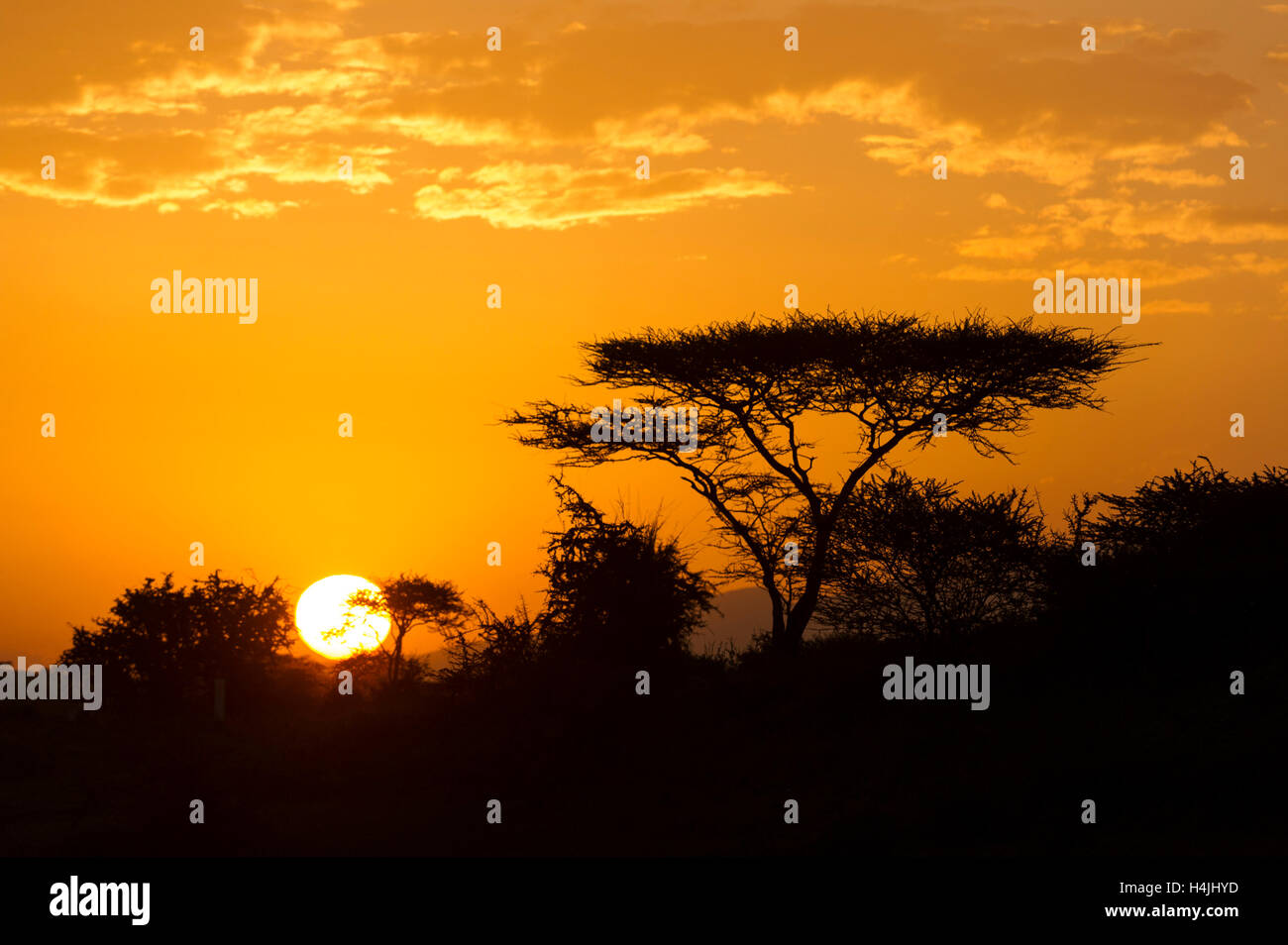 Sunset over acacia bush, Serengeti National Park, Tanzania Stock Photo